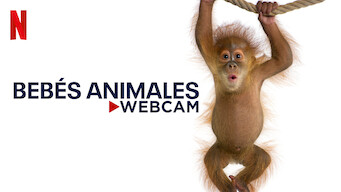 Bebés animales - Webcam (2023)