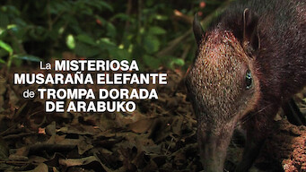 Rainforest Pixies: The Mysterious Rhynchocyon Shrew of Arabuko (2008)