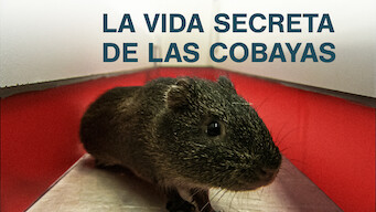 The Secret Lives of Guinea Pigs (2013)